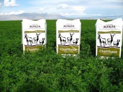 alfalfa