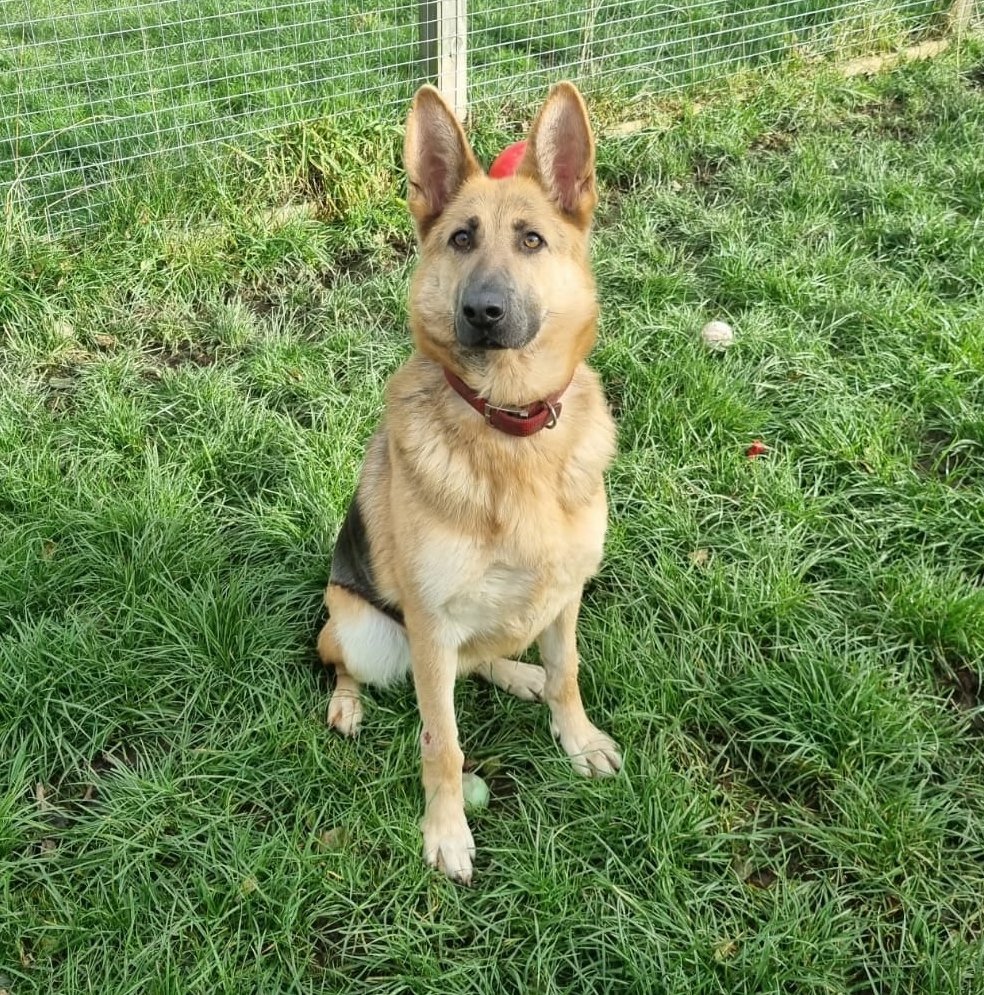 About Us Sheffield The Cliffe Kennels