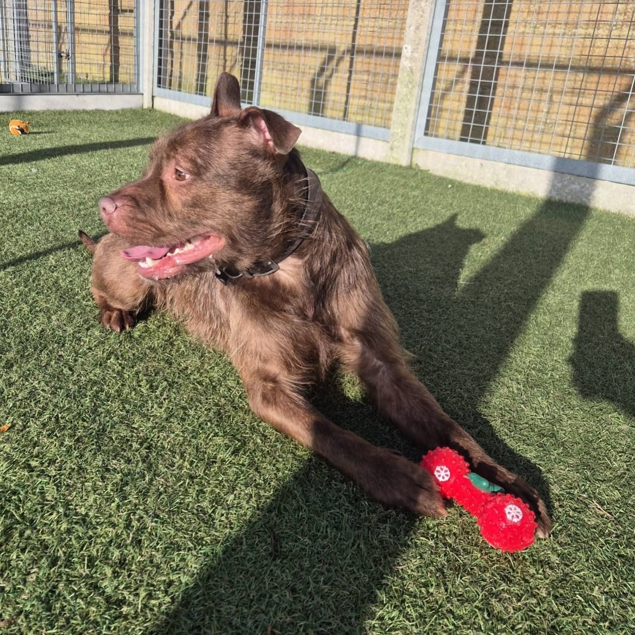 Beau, a 2 years old male Crossbreed available for adoption from The Cliffe Kennels in Hoylandswaine, South Yorkshire