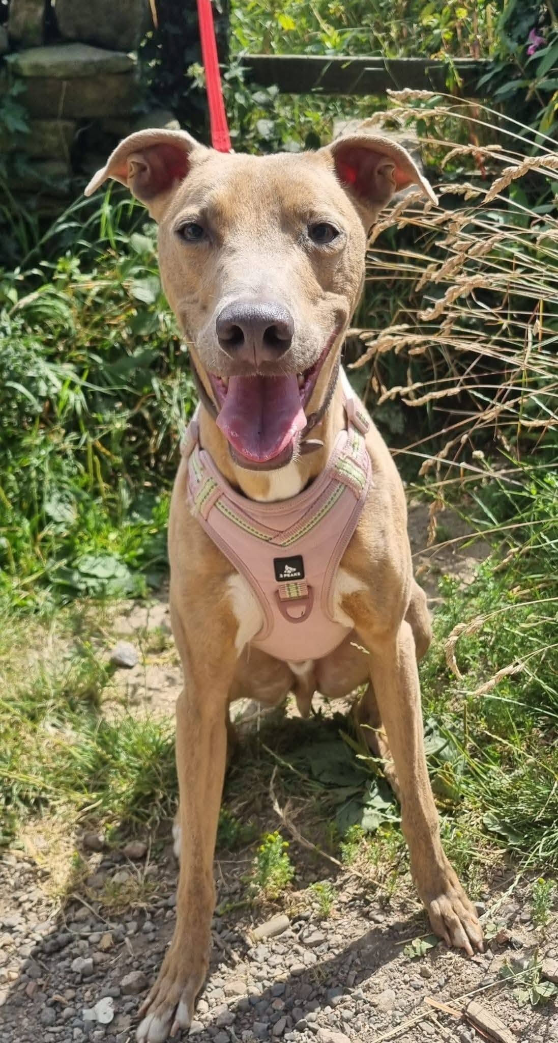 Blue, a 3 years old male Lurcher available for adoption from The Cliffe Kennels in South Yorkshire