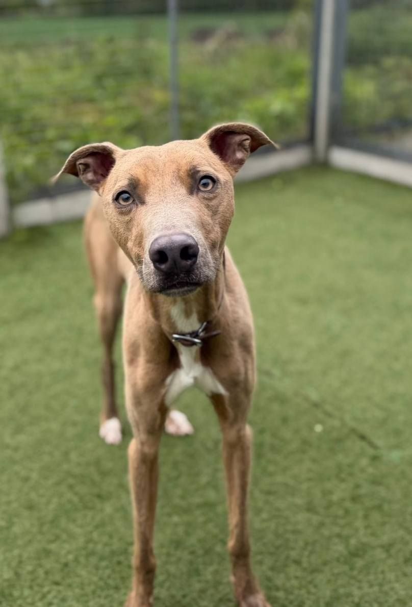 Blue, a 3 years old male Lurcher available for adoption from The Cliffe Kennels in South Yorkshire