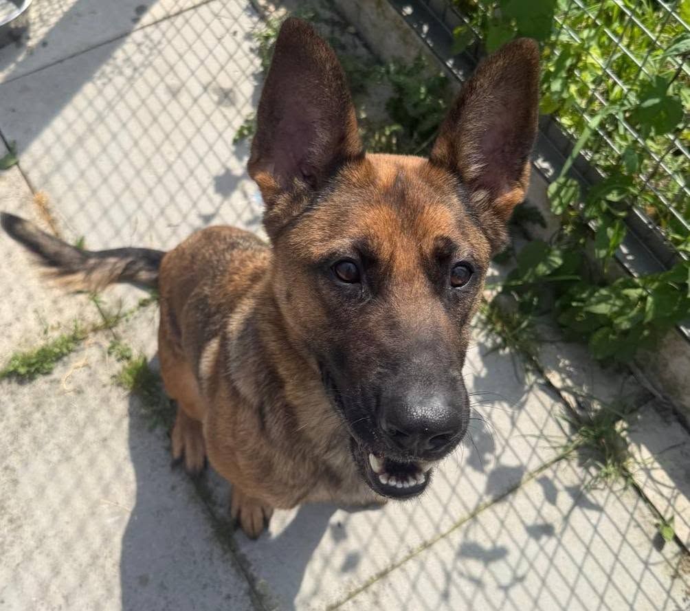 Cleo, a 5 years old female Belgian Malinois available for adoption from The Cliffe Kennels in South Yorkshire