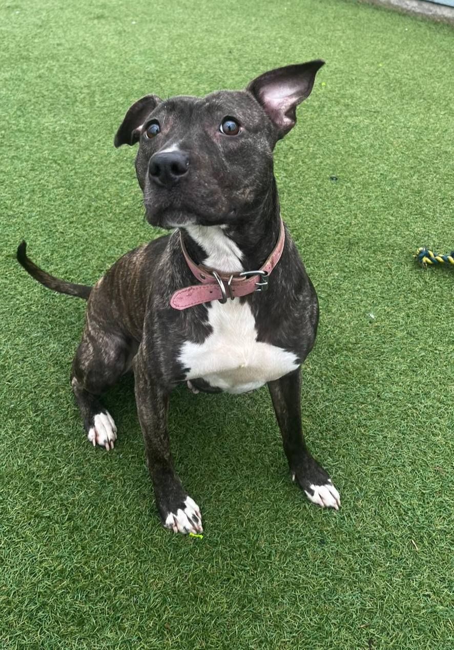 Coco, a 3 years old female Staffordshire Bull Terrier available for adoption from The Cliffe Kennels in Hoylandswaine, South Yorkshire