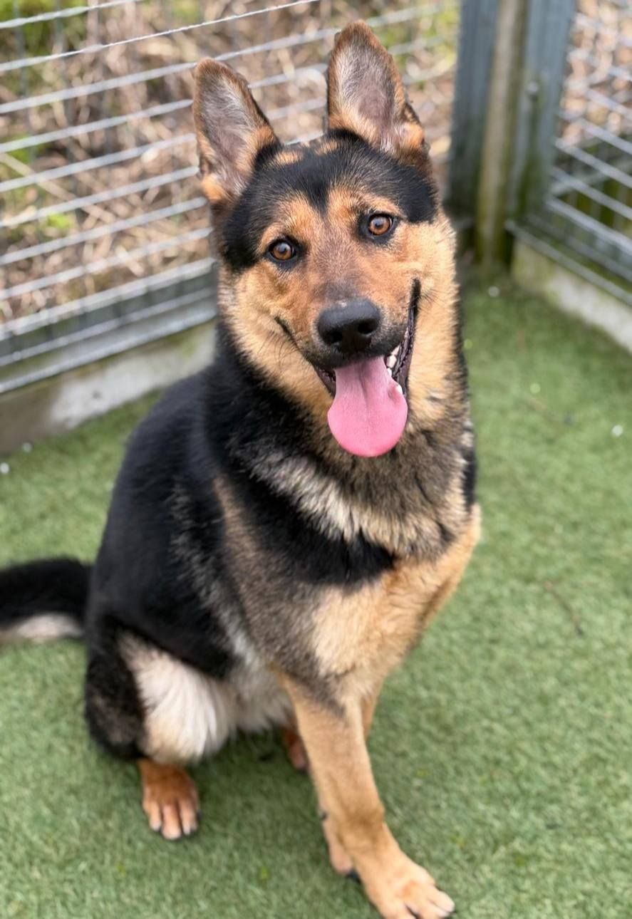 Daisy, a 3 years old female German Shepherd available for adoption from The Cliffe Kennels in South Yorkshire