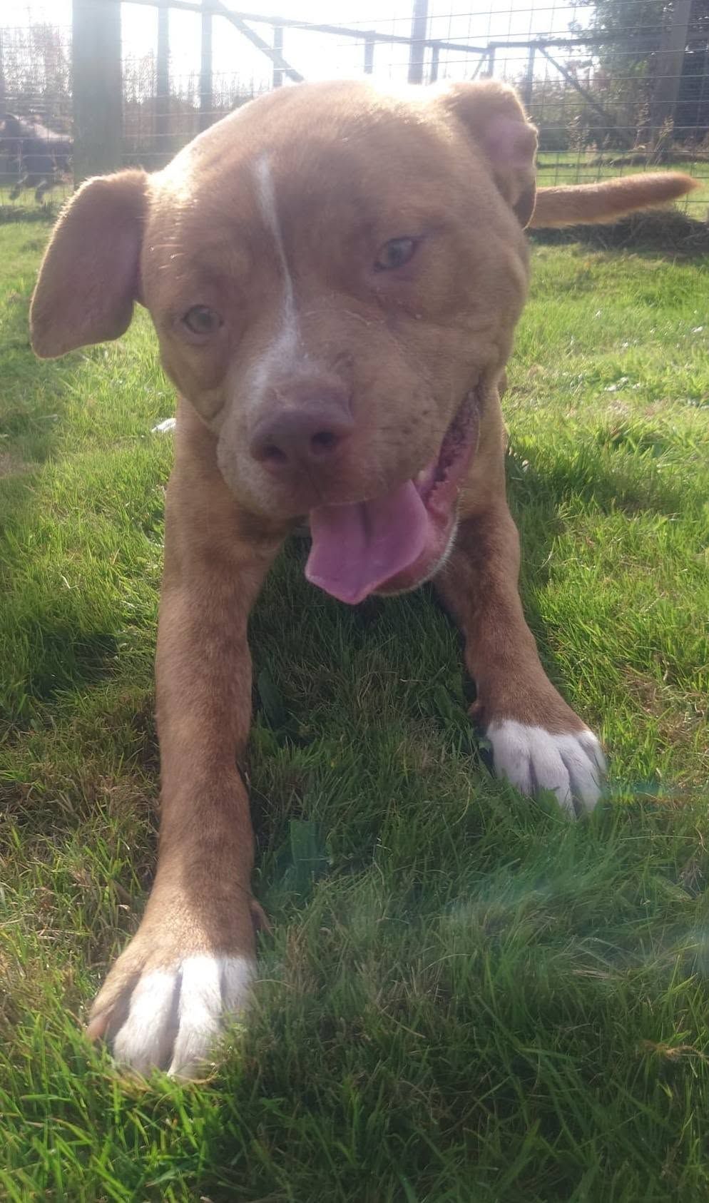 Dave, a 9 months old male Staffordshire Bull Terrier available for adoption from The Cliffe Kennels in South Yorkshire