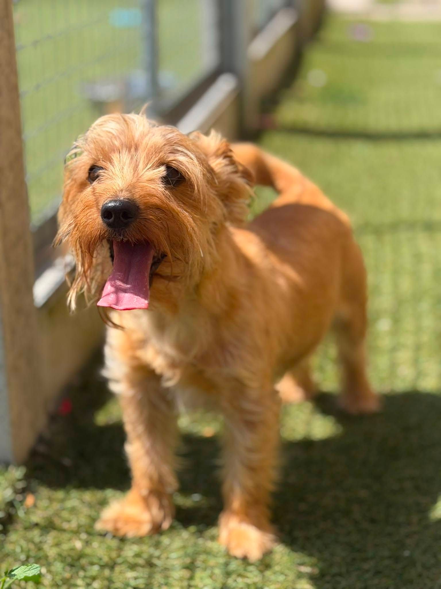 Dexter, a 9 years old male Unknown available for adoption from The Cliffe Kennels in South Yorkshire