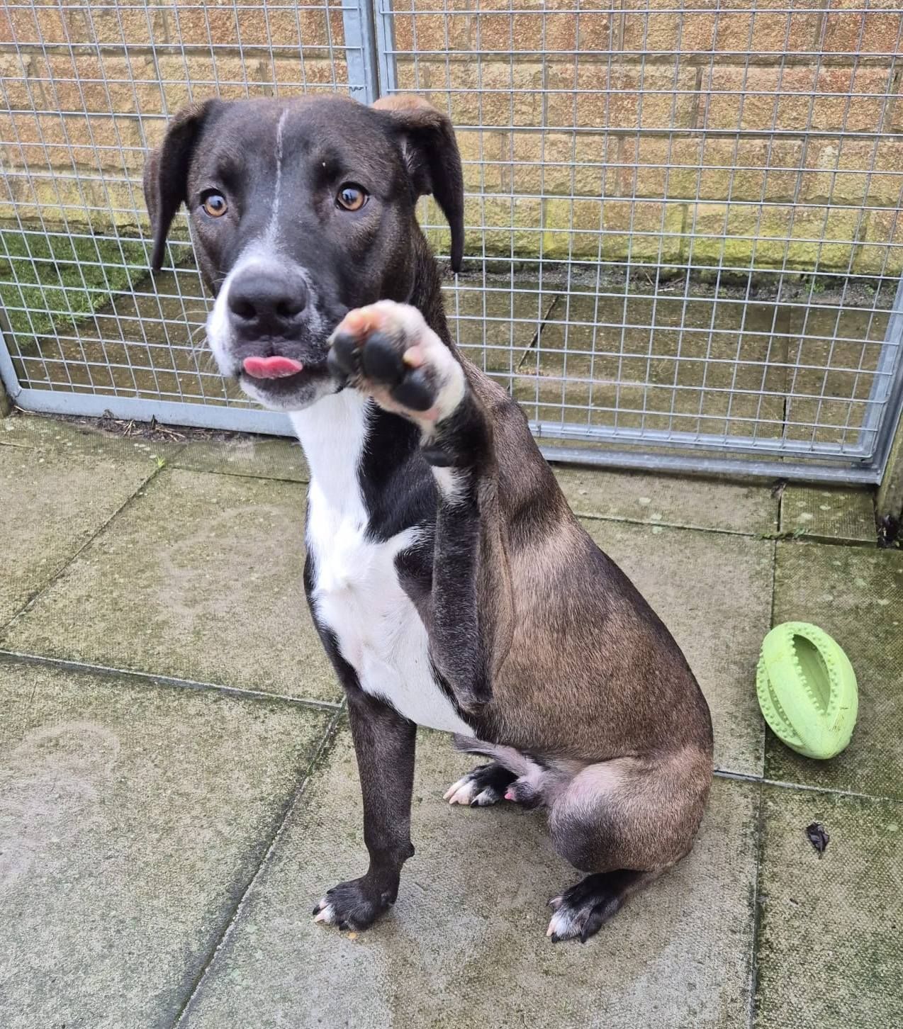 Hugo, a 8 months old male Crossbreed available for adoption from The Cliffe Kennels in Sheffield, South Yorkshire