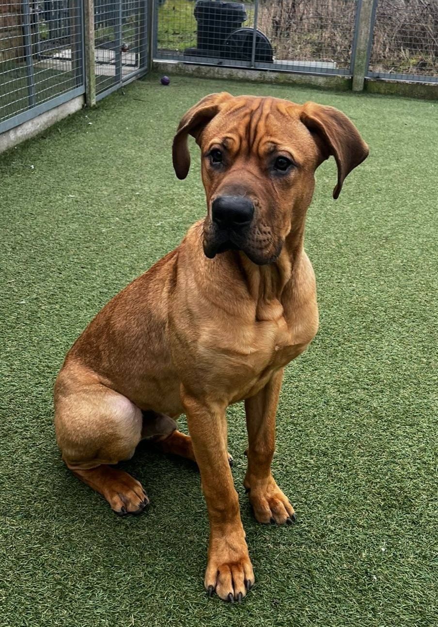 Joey, a 8 months old male Mastiff available for adoption from The Cliffe Kennels in Hoylandswaine, South Yorkshire