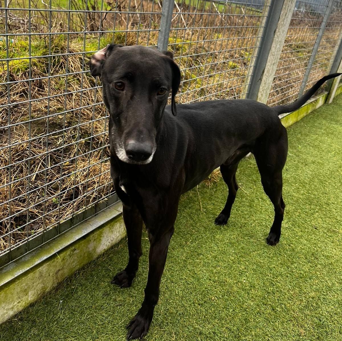 Loki, a 2 years old male Weimaraner available for adoption from The Cliffe Kennels in South Yorkshire