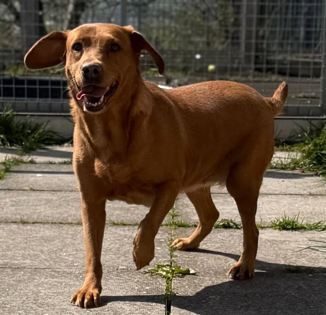 Molly, a 6 years old female Labrador available for adoption from The Cliffe Kennels in South Yorkshire