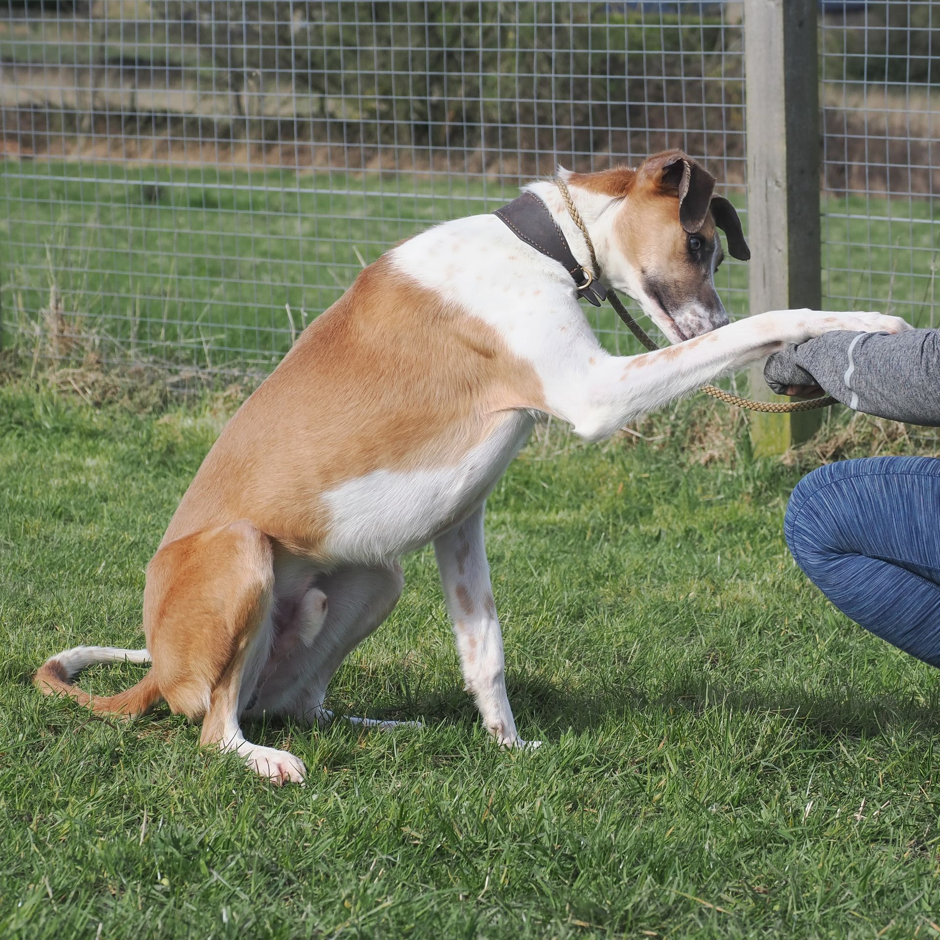 About Us Sheffield The Cliffe Kennels