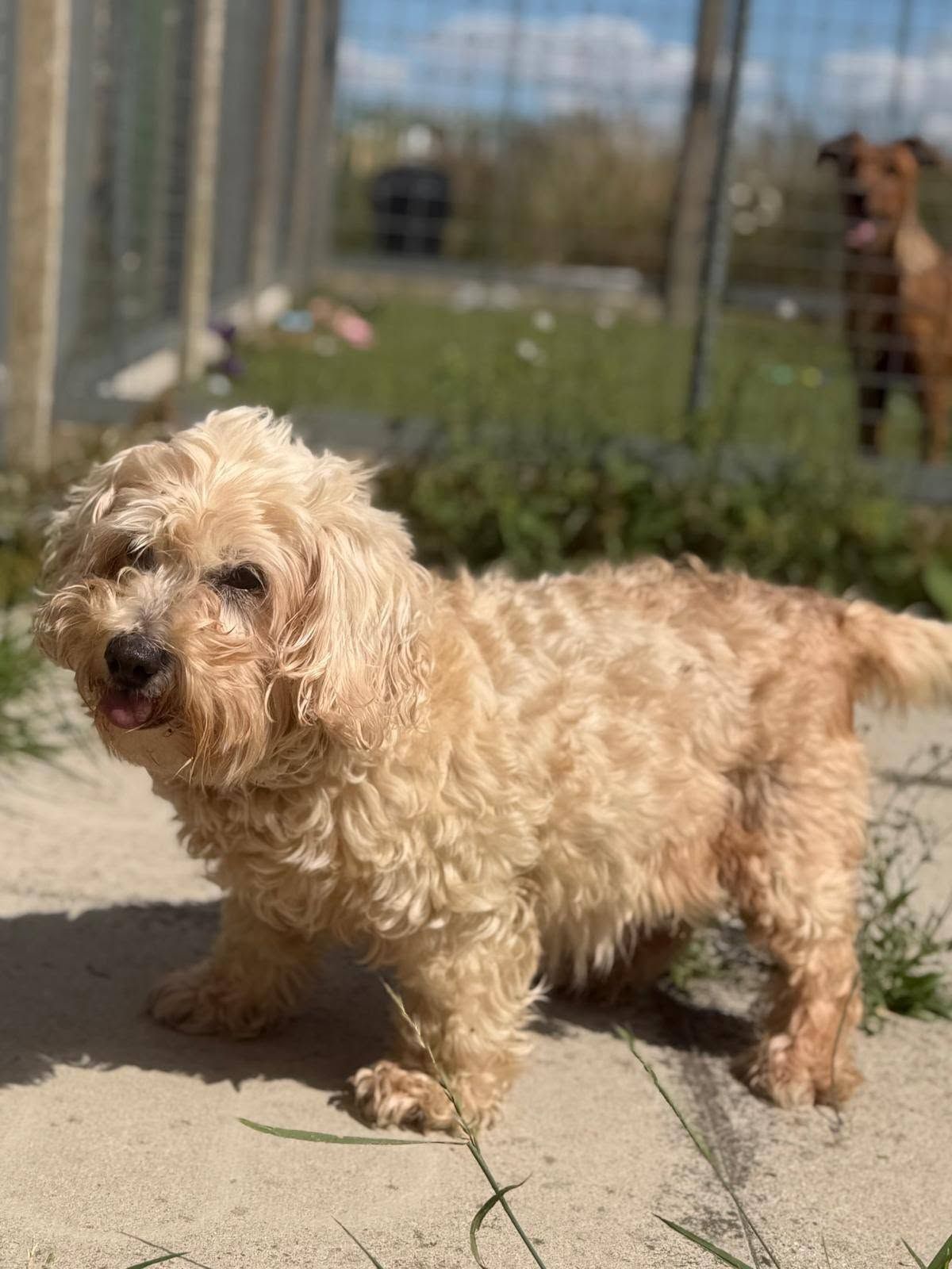 Pippin, a 11 years old female Cavalier King Charles Spaniel X Poodle available for adoption from The Cliffe Kennels in South Yorkshire