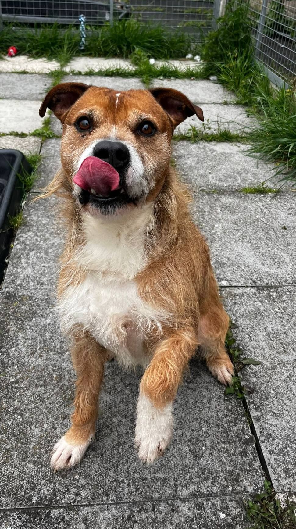 Rudi, a 7 years old male Staffordshire Bull Terrier x Soft Coated Wheaten Terrier available for adoption from The Cliffe Kennels in South Yorkshire