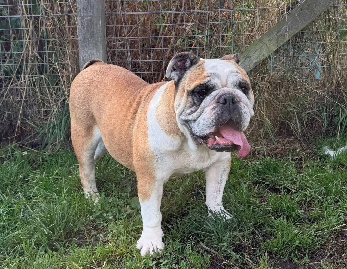 Rogue, a 6 years old female Bulldog available for adoption from The Cliffe Kennels in South Yorkshire