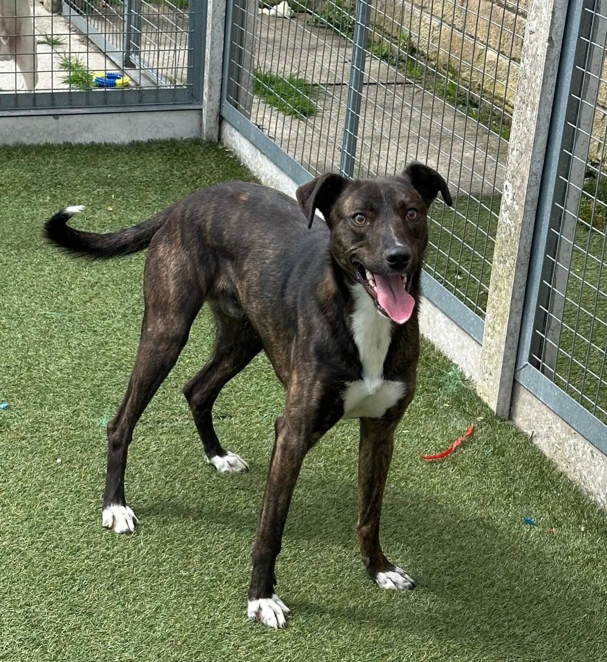 Spike, a 3 years old male Unknown available for adoption from The Cliffe Kennels in South Yorkshire