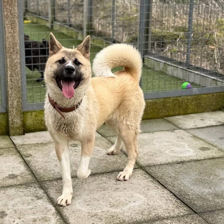 Yuki, a 1 year old female Unknown available for adoption from The Cliffe Kennels in South Yorkshire