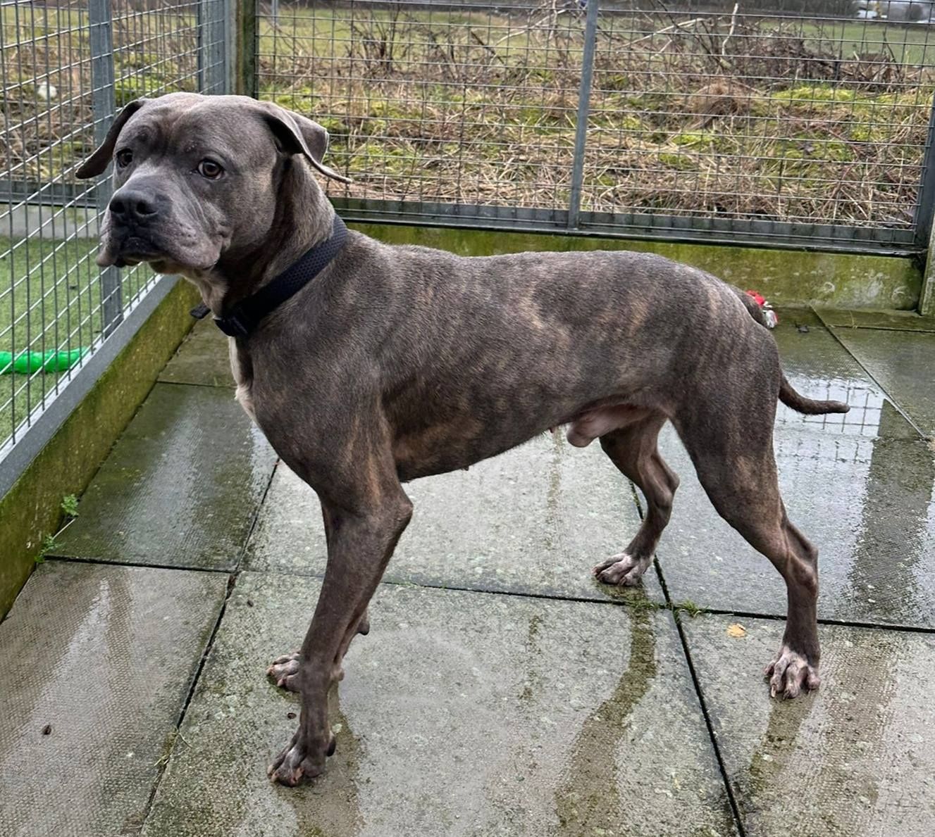 Atlas, a 4 years old male Staffordshire Bull Terrier available for adoption from The Cliffe Kennels in South Yorkshire