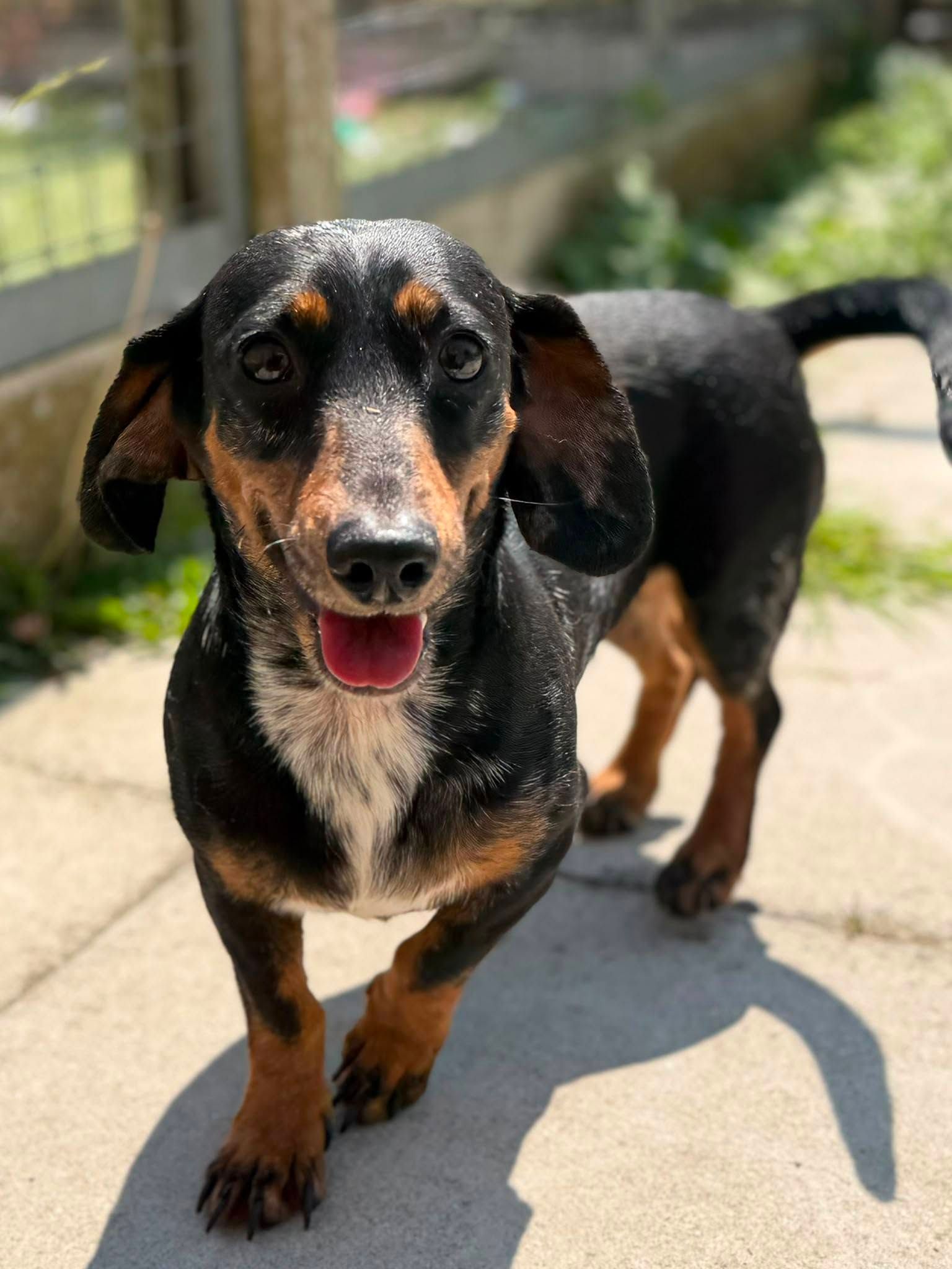 Belle, a 5 years old female Crossbreed available for adoption from The Cliffe Kennels in South Yorkshire