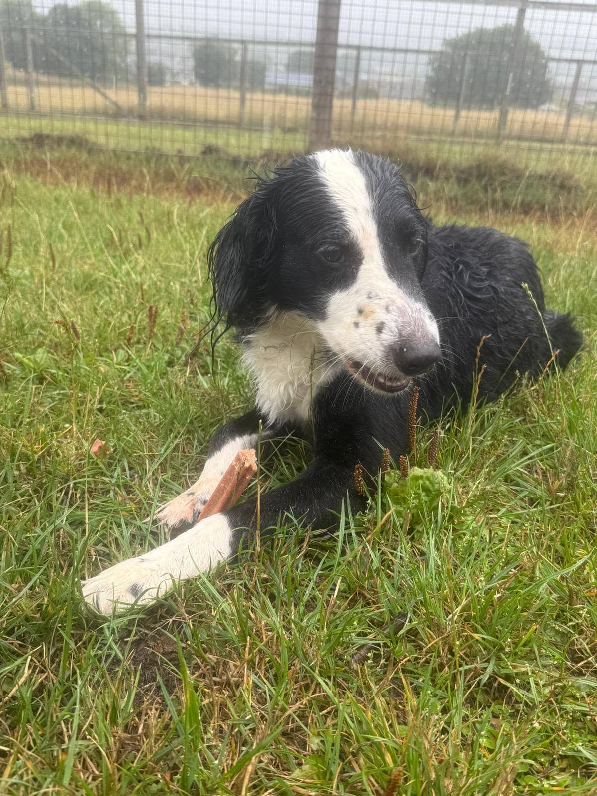 Buster, a 8 years old male Crossbreed available for adoption from The Cliffe Kennels in South Yorkshire