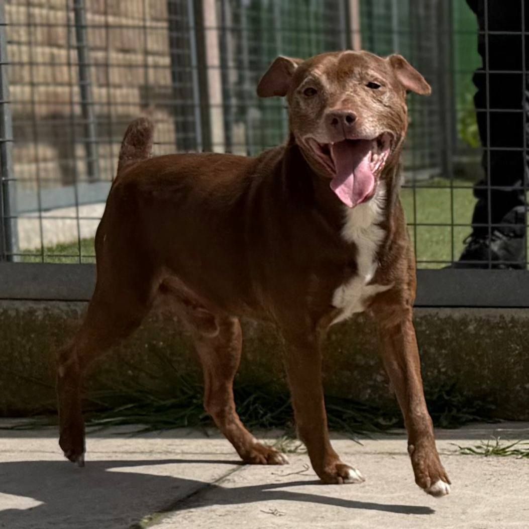 Dash, a 5 years old male Crossbreed available for adoption from The Cliffe Kennels in South Yorkshire