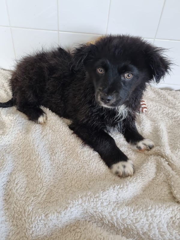 Boarding Kennels The Cliffe Kennels