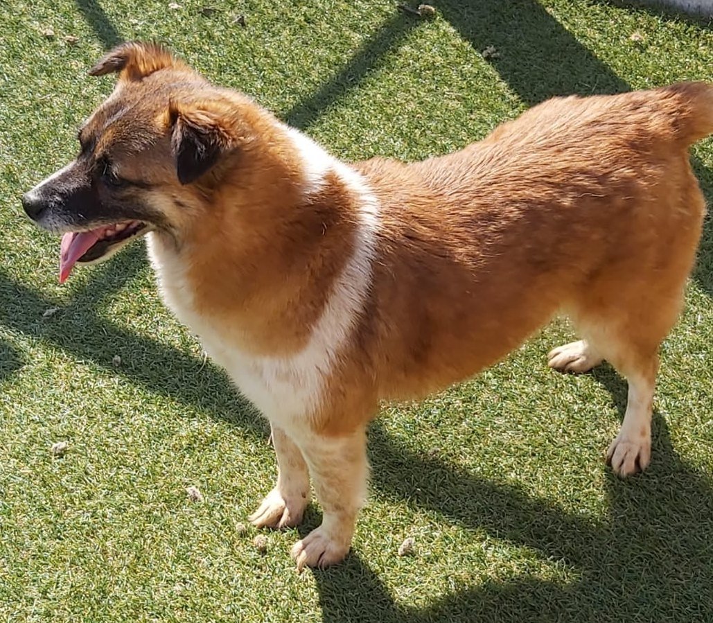 Dogs For Adoption in Sheffield The Cliffe Kennels