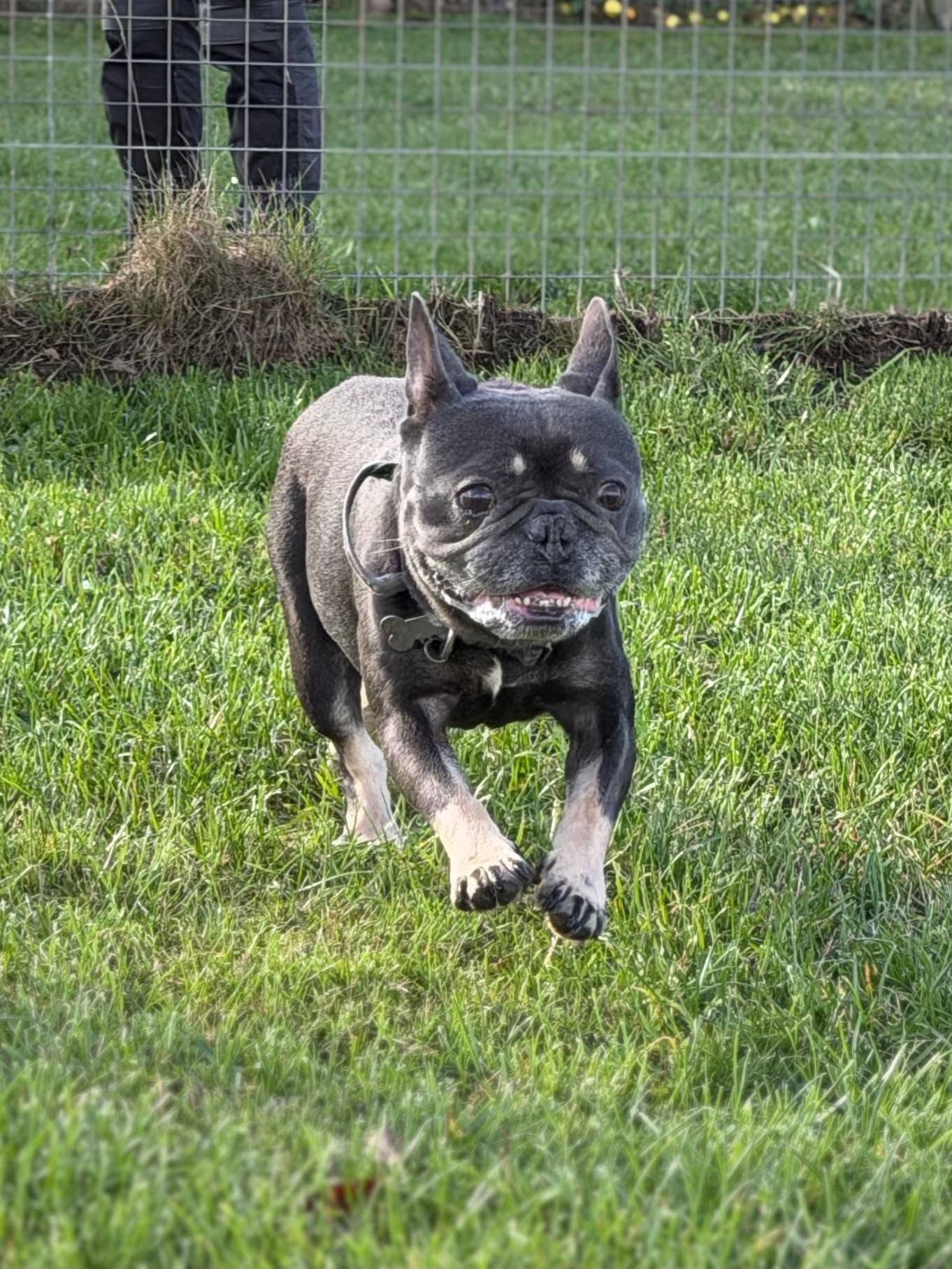Frankie, a 5 years old male French Bulldog available for adoption from The Cliffe Kennels in South Yorkshire