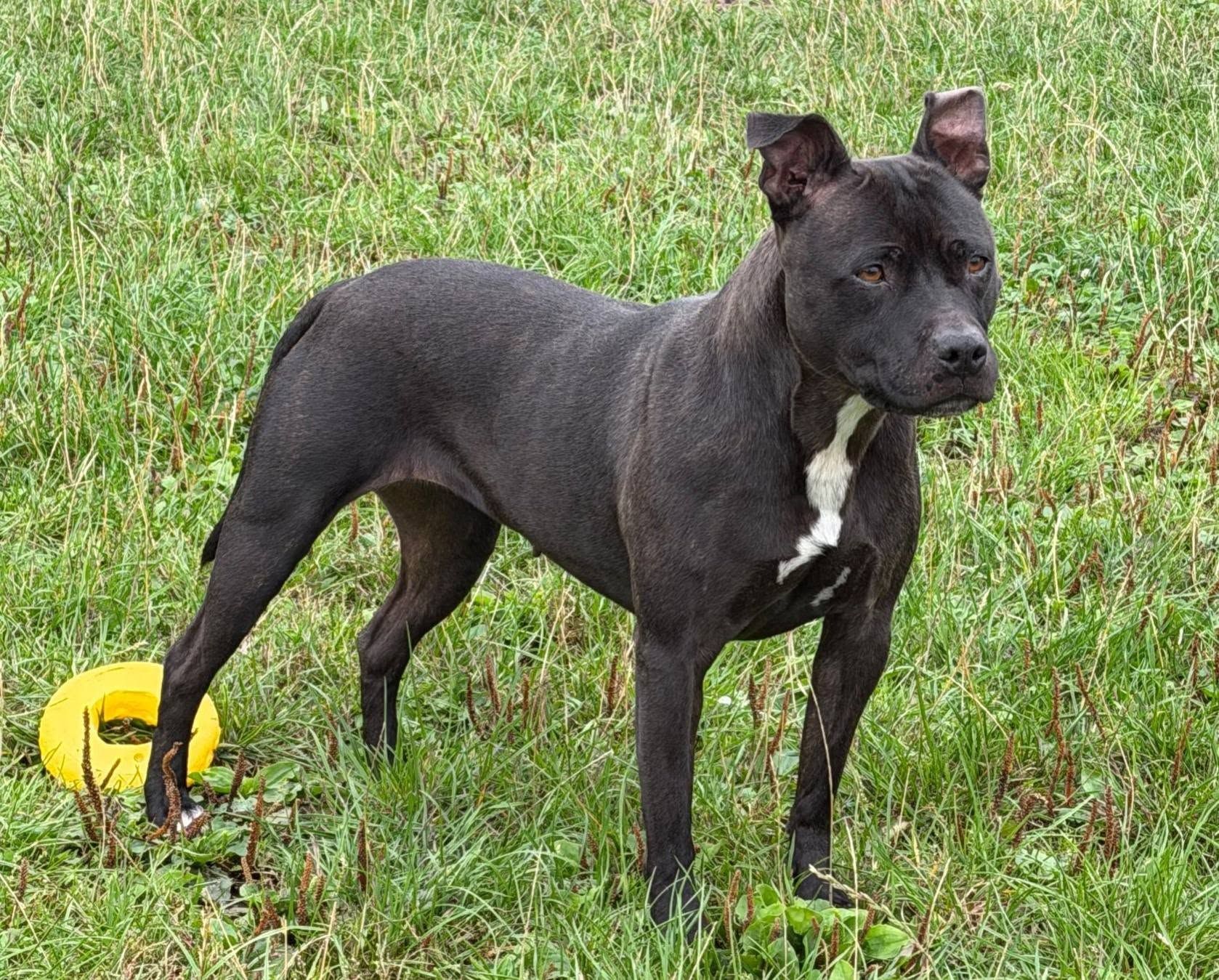 Freida, a 4 years old female Staffordshire Bull Terrier available for adoption from The Cliffe Kennels in South Yorkshire