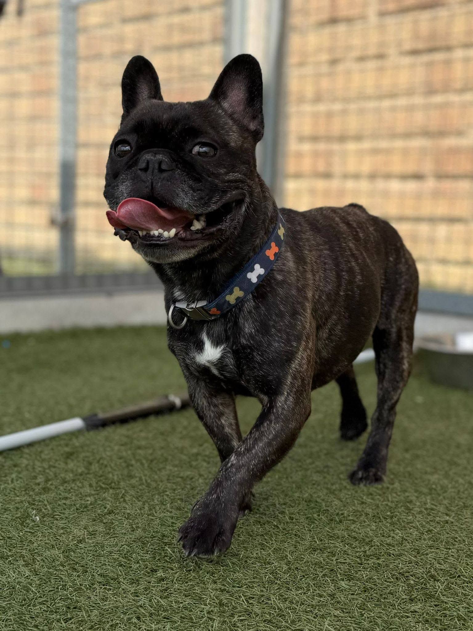 Jimmy, a 5 years old male Unknown available for adoption from The Cliffe Kennels in South Yorkshire