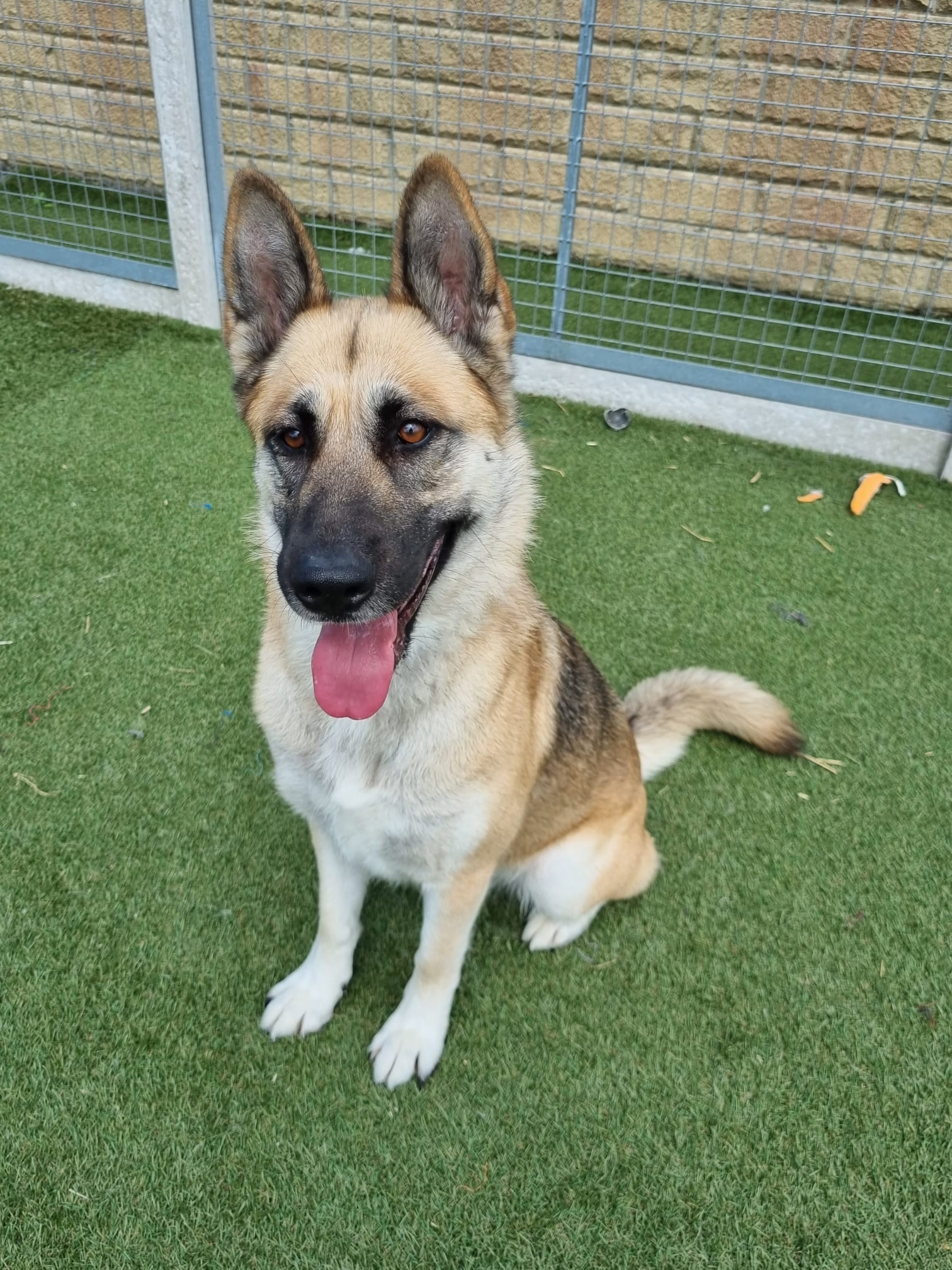 Dogs For Adoption in Sheffield The Cliffe Kennels