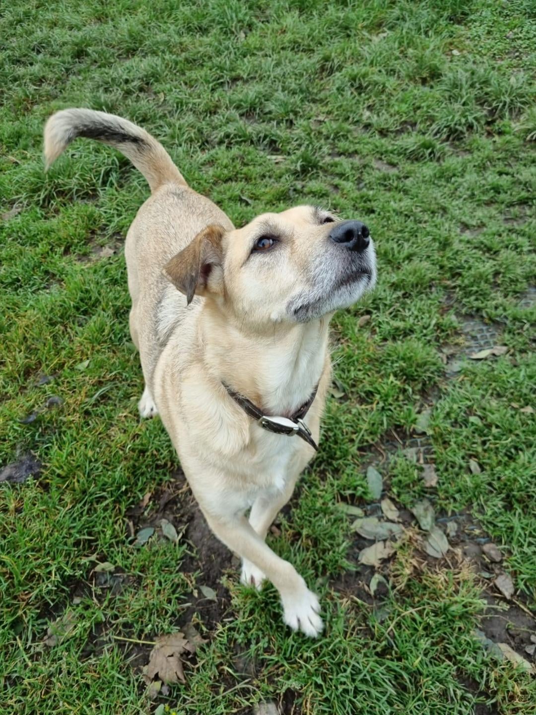 Boarding Kennels The Cliffe Kennels