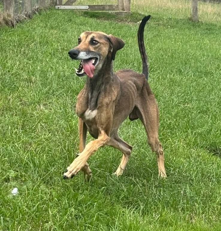 Max, a 6 years old male Lurcher available for adoption from The Cliffe Kennels in South Yorkshire