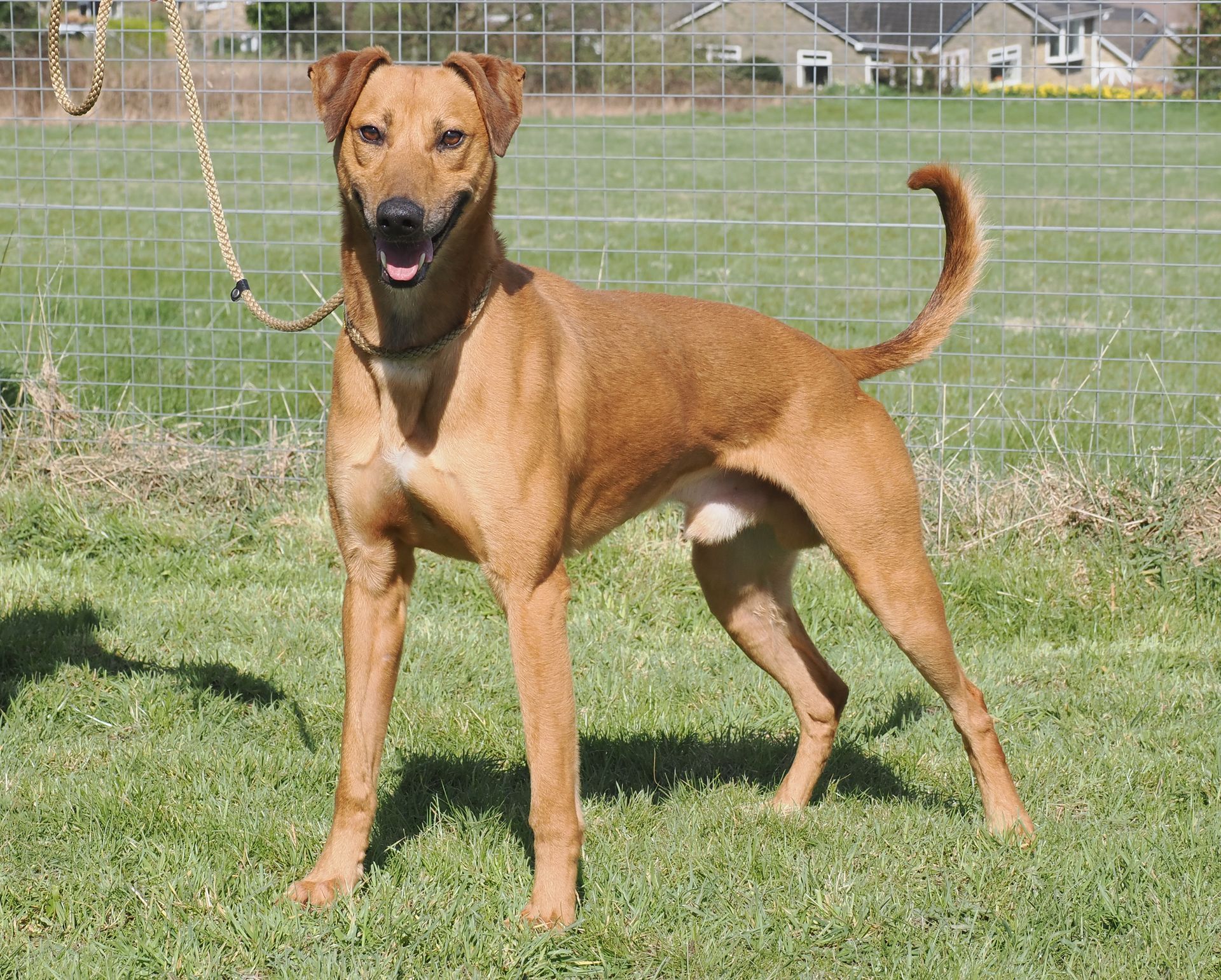Brown Labrador running in through grass
