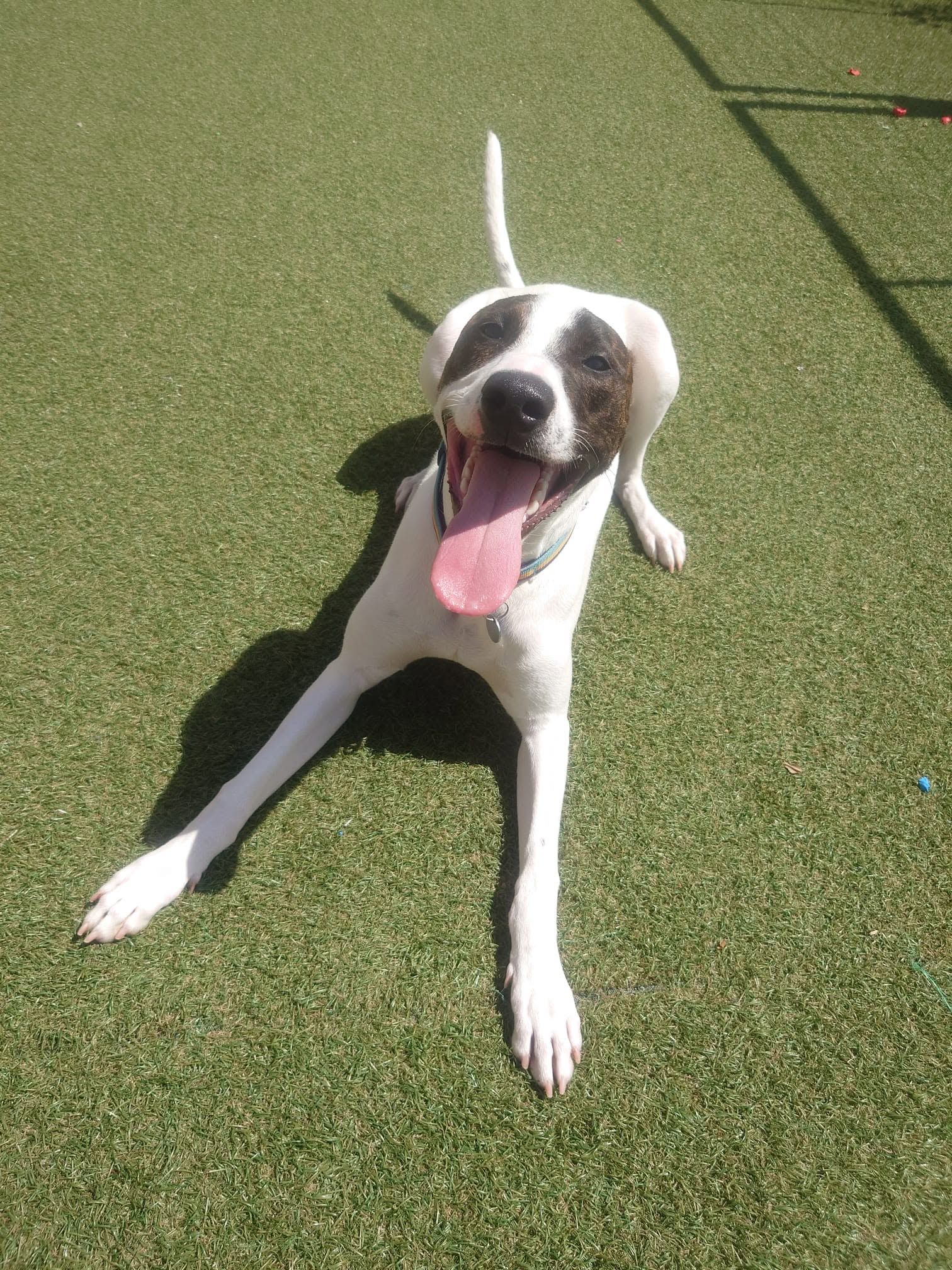 Oscar, a 11 months old male Crossbreed available for adoption from The Cliffe Kennels in South Yorkshire