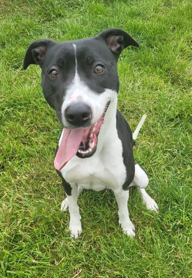 Dogs For Adoption in Sheffield The Cliffe Kennels