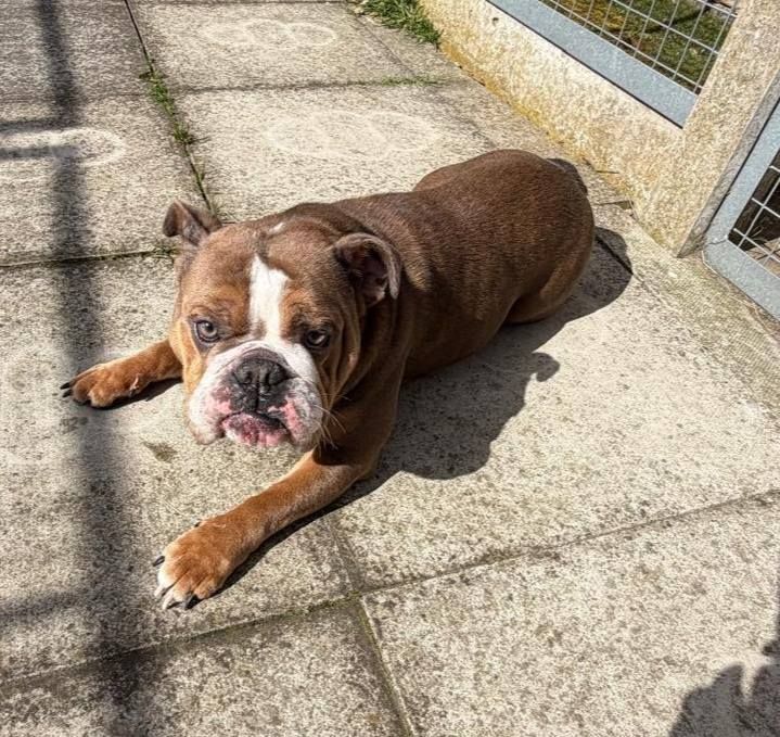 Skyla, a 3 years old female Bulldog available for adoption from The Cliffe Kennels in South Yorkshire