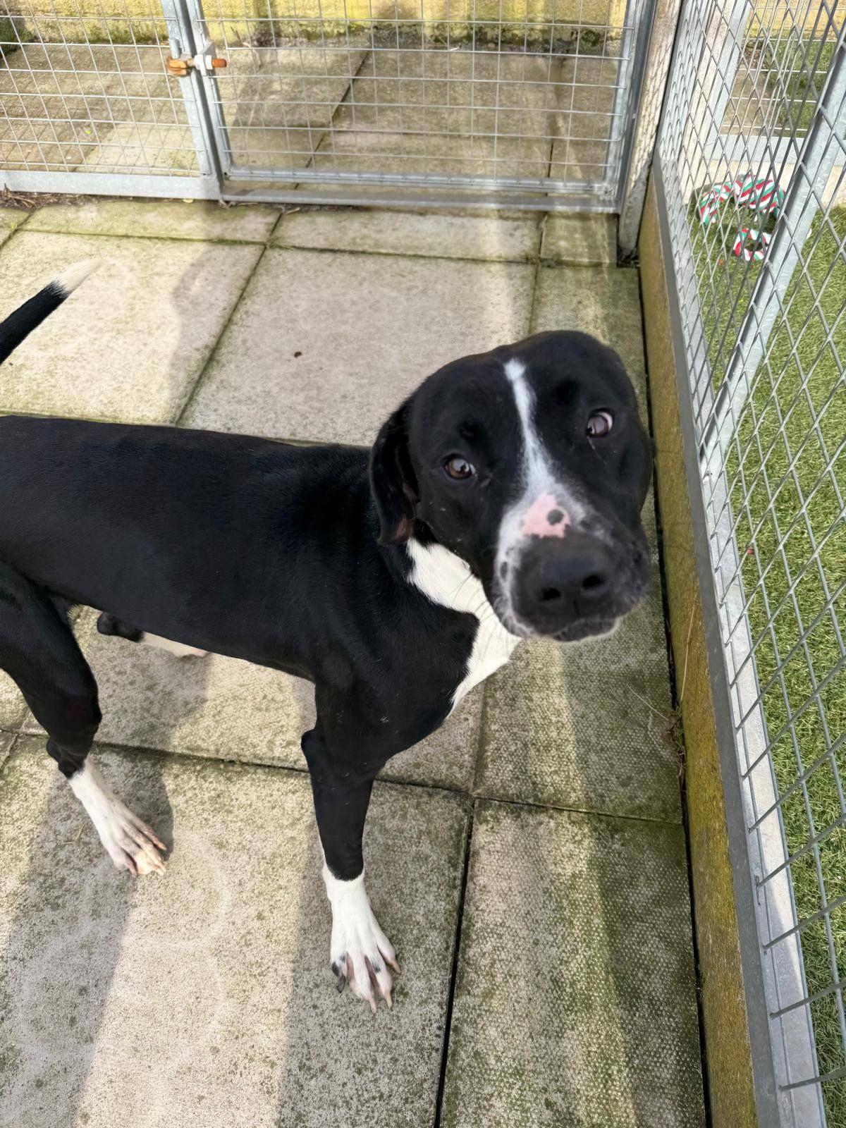 Wally, a 4 years old male Staffordshire Bull Terrier available for adoption from The Cliffe Kennels in Sheffield, South Yorkshire