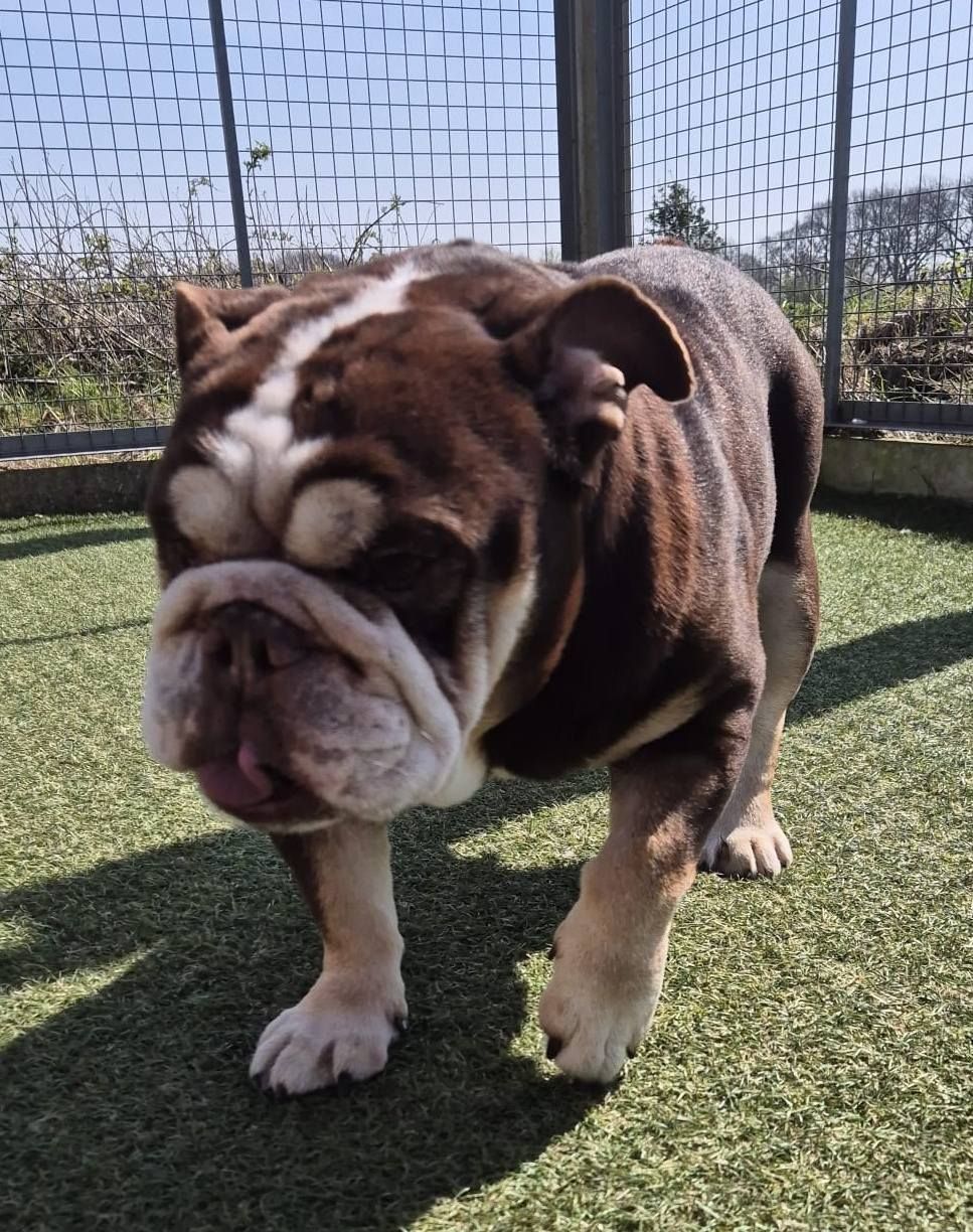 Yogi, a 8 years old male Bulldog available for adoption from The Cliffe Kennels in South Yorkshire