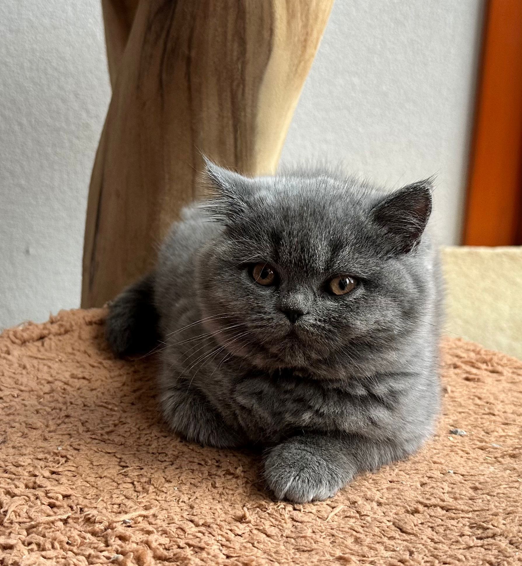 Blue Heritage kitten
