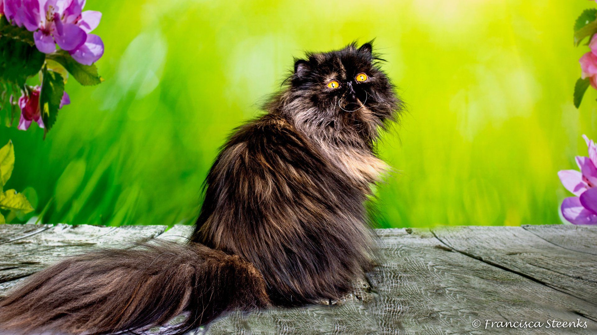 Almathea Jolene (Ziva)