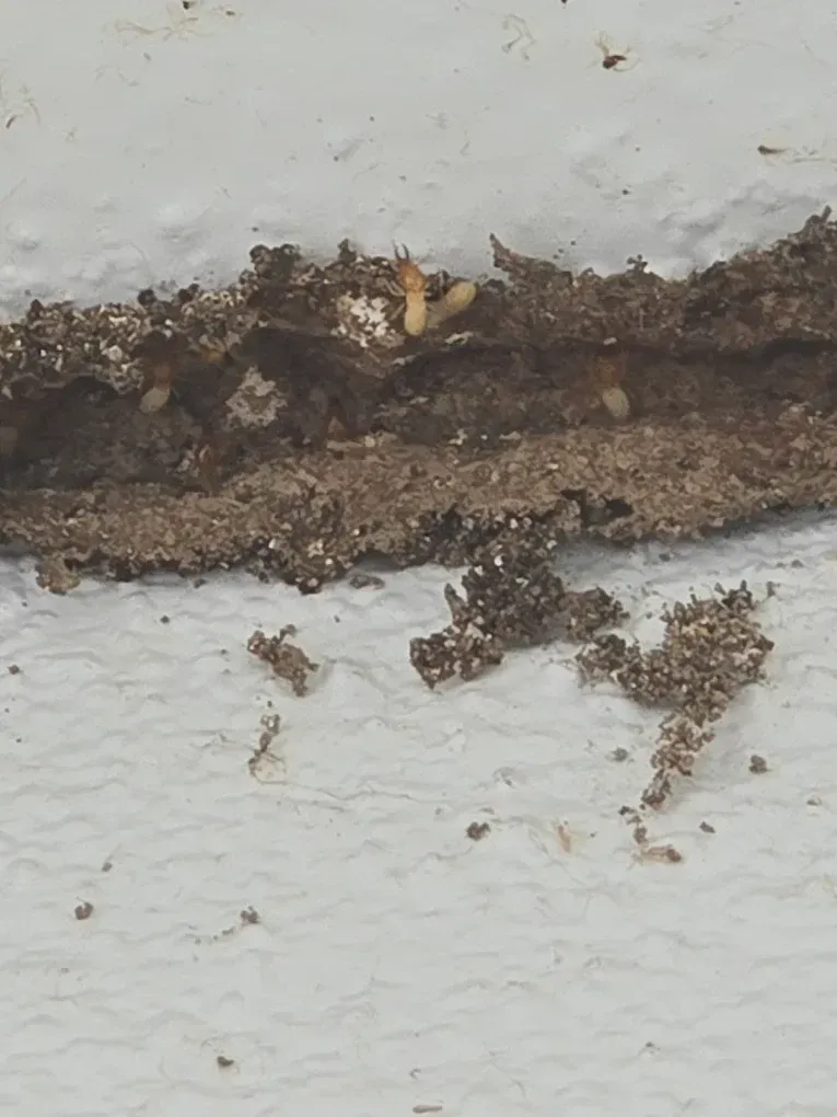A row of pale termites visible inside a mud shelter tube built on a white wall surface.