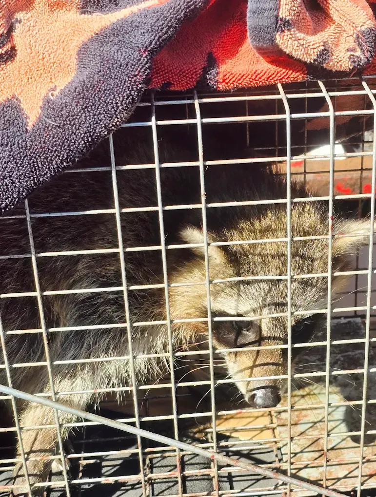 A raccoon looking down while trapped inside a metal cage covered with a patterned blanket.