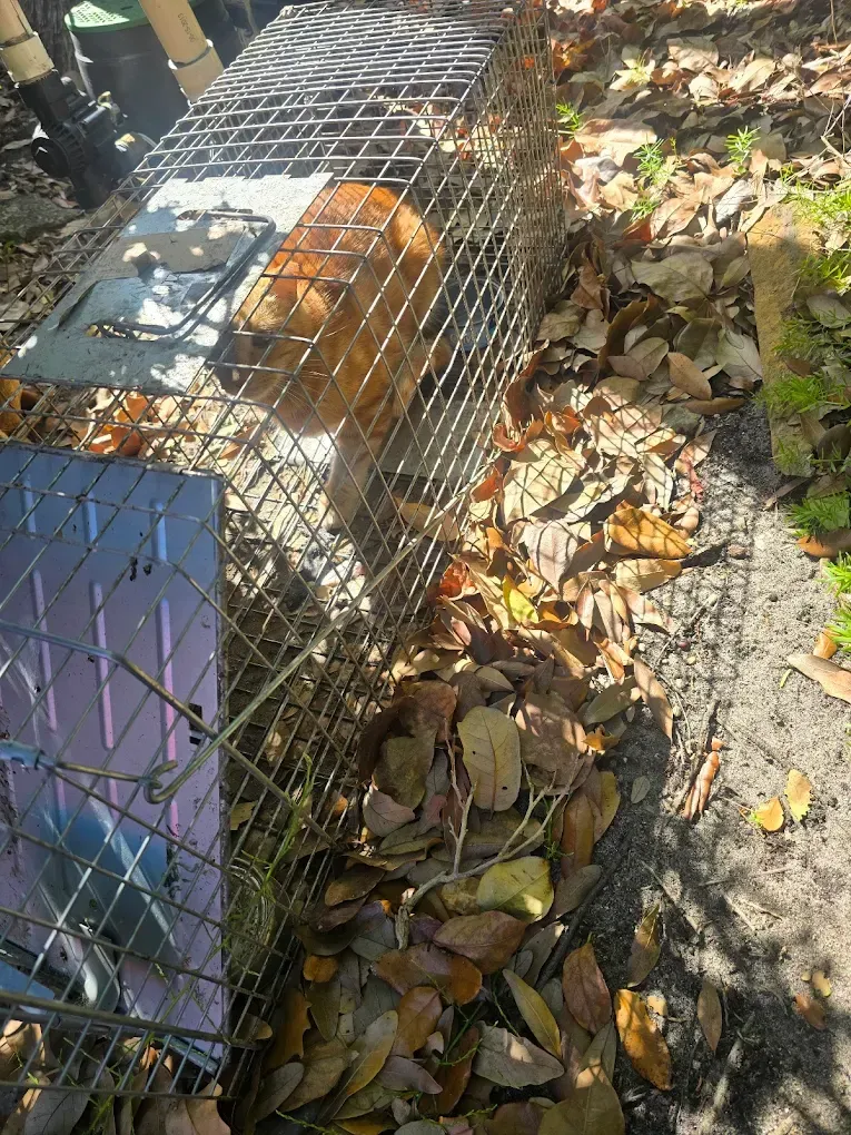 A small, orange tabby cat inside a wire cage trap set on the ground covered in dry, brown leaves.
