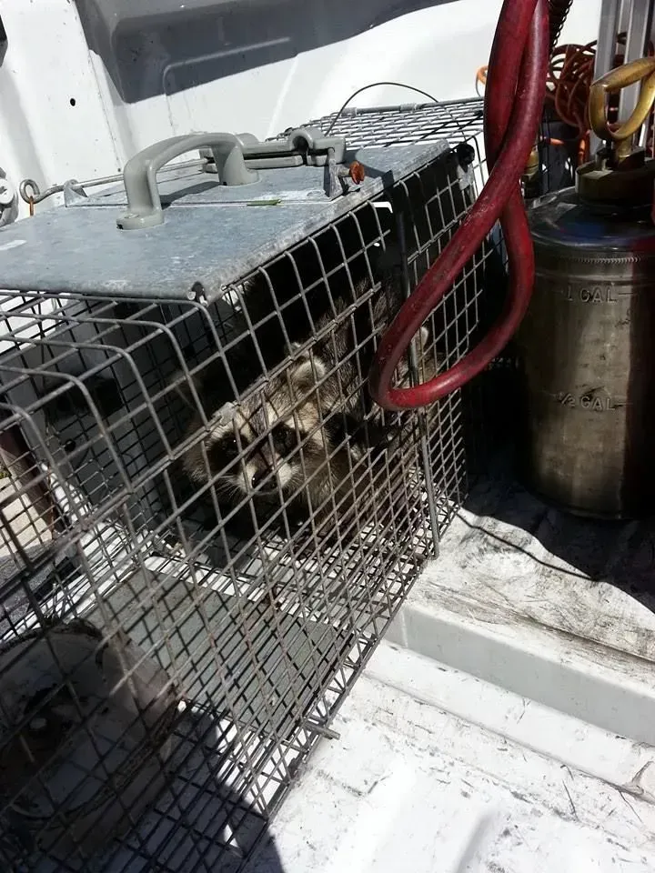 A raccoon sits inside a wire cage trap located in the bed of a truck.