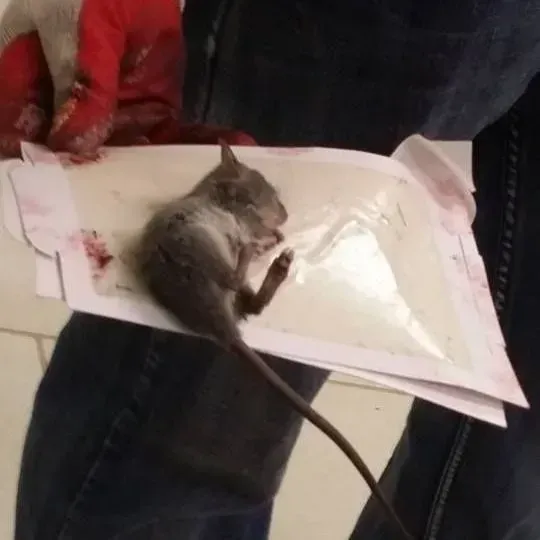 A person wearing a red glove holds a rodent caught on a glue trap.