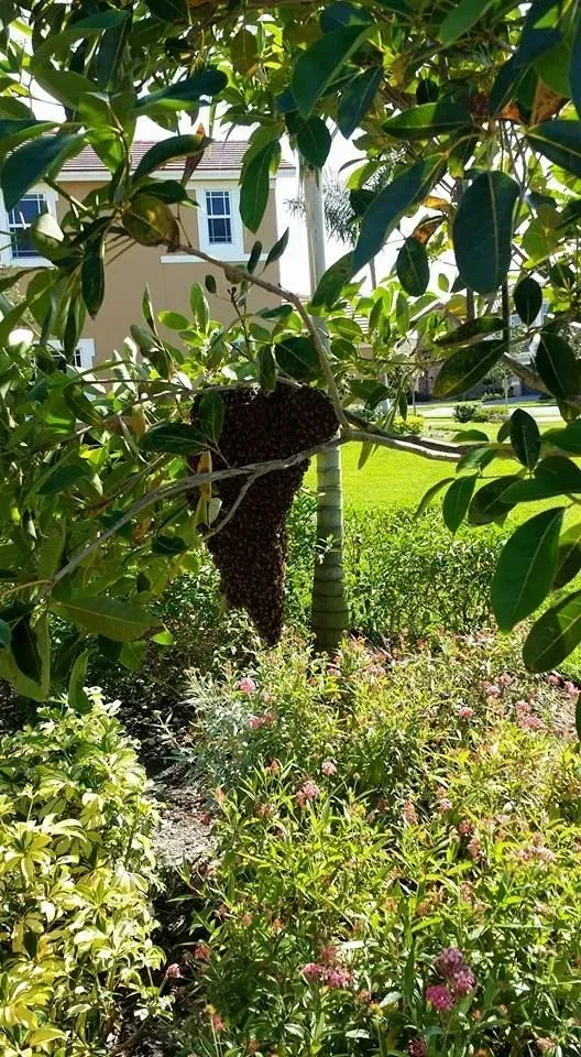 A large, dark swarm of honeybees hangs from a tree branch in a residential front yard.