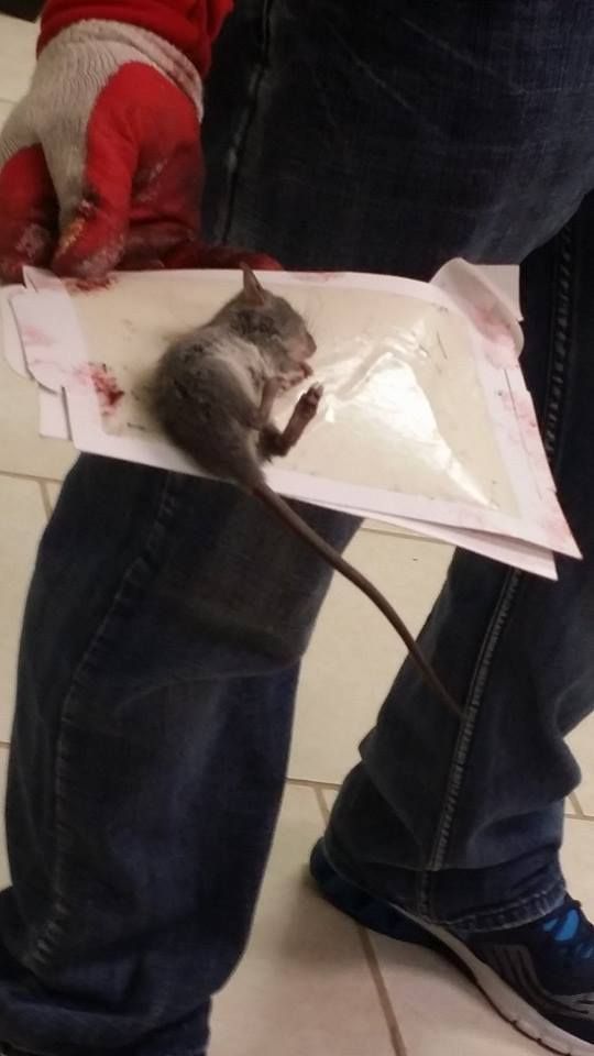 A person wearing a glove holds a small mouse stuck to a sticky glue trap.