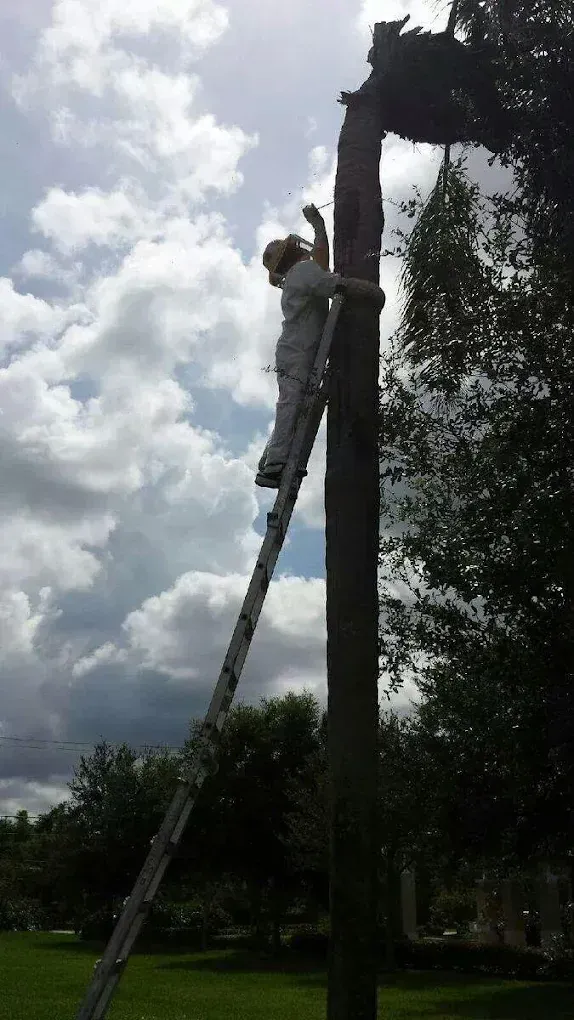 A person in light clothing stands on an extended ladder, reaching toward the top of a tall, thin, damaged tree trunk.