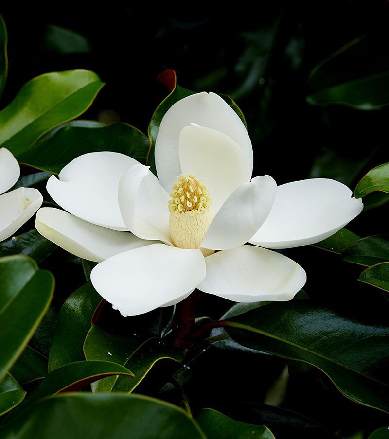 White magnolia flower with yellow center blooming among dark green leaves
