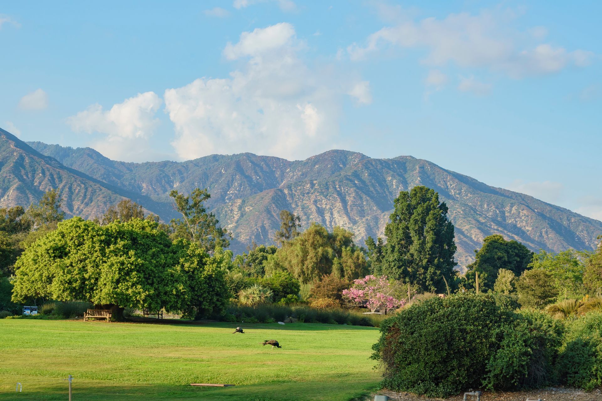 A lush green field with scattered trees sits before a large, rocky mountain range under a blue sky with soft clouds.